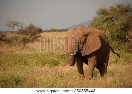 African Elephant( Loxodonta African) Ndovu Or Tembo In Swahili Language.