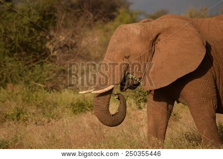 African Elephant ( Loxodonta African). Ndovu Or Tembo In Swahili  Language.