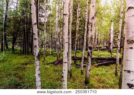A Patch Of Forest Dominated By Aspens, Ferns, And Wildflowers Shot During The Golden Hour Of Sunset.