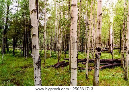 A Patch Of Forest Dominated By Aspens, Ferns, And Wildflowers Shot During The Golden Hour Of Sunset.