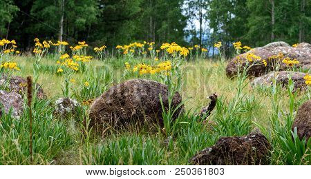 A Patch Of Forest Dominated By Aspens, Ferns, And Wildflowers Shot During The Golden Hour Of Sunset.