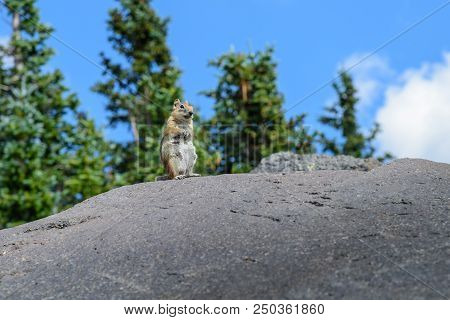 A Small Squirel Sits Atop Of A Large Boulder On The Peak Of Large Mountain