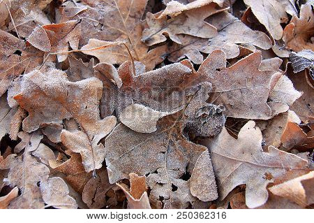 Dry Autumn Oak Leaves Covered With Hoarfrost. Morning Frost Deposition. Early Frosts, Freezing, Soft