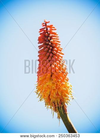 Red Hot Poker