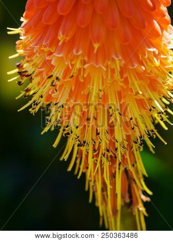 Red Hot Poker