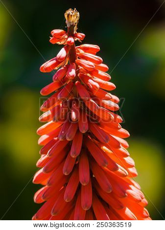 Red Hot Poker