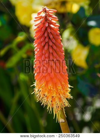 Red Hot Poker