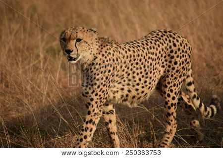 A Cheetah(acinonyx Jubatus) Duma In Swahili Ready For A Hunting Mission In The Heart Of The  Masai M