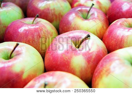 A Lot Of Fresh Red-green Apples. Autumn Harvest.