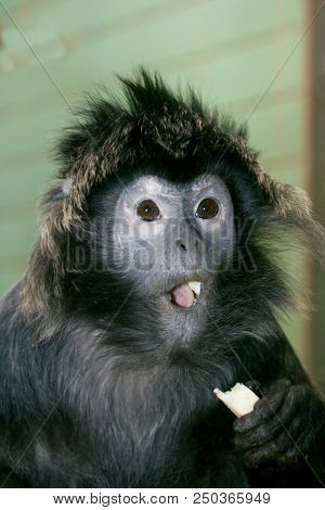 Lutung, (trachypithecus) Or Lutungs, Primate Species From Asia