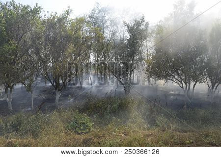Fire In The Forest. Fire And Smoke In The Forest Litter. The Grass Is Burning In The Forest. Forest 