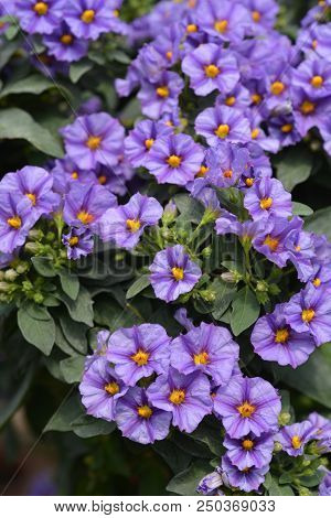 Blue Potato Bush Flowers - Latin Name - Lycianthes Rantonnetii