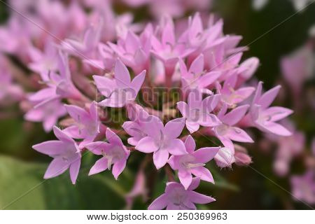 Pik Egyptian Star Cluster - Latin Name - Pentas Lanceolata Starcluster Lavender