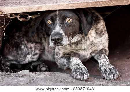 Dog Close-up, Pet, Pet Pitiful Dog Look, Nimal