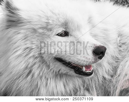 Dog Close-up, Pet, Pet Pitiful Dog Look, Nimal