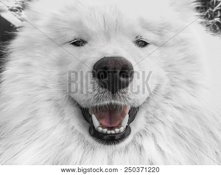 Dog Close-up, Pet, Pet Pitiful Dog Look, Nimal