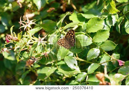 Speckled Wood Butterfly On A Leaf In A Garden In Brittany During Spring