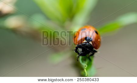 The Ladybird Sits On A Colored Leaf. Macro Photo Of Ladybug Close-up. Coccinellidae.