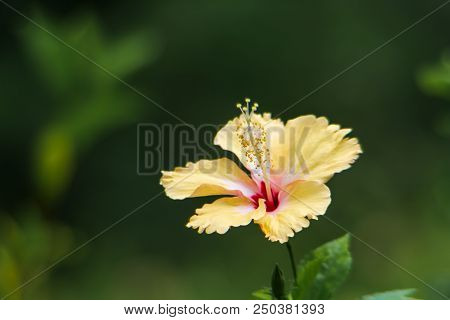 Chaba Soft Yellows Flower Single On Nature Background