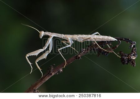 Praying Mantis (rivetina Balcanica) In Rhodes, Greece