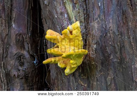 Laetiporus Sulphureus Bracket Fungus Growing On A Tree