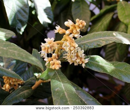 Eriobothria Japanese, Medlar, Lokva, Or Shesek Flowers