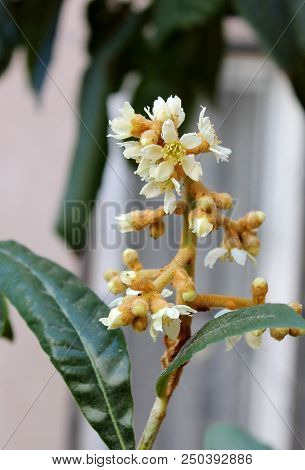 Eriobothria Japanese, Medlar, Lokva, Or Shesek Flowers