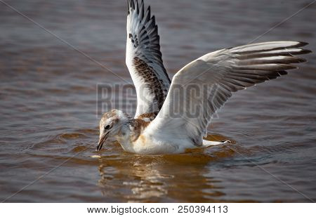 A Young Black-headed Seagull, Chroicocephalus Ridibundus, Is Swiming In The Water. The Bird Is Beati