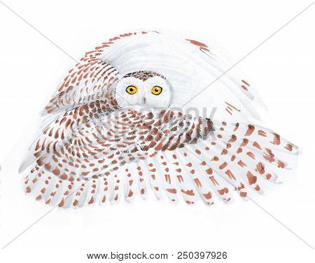 Flying White Owl With Brown Spots On A White Snowy Background. Looks At The Viewer