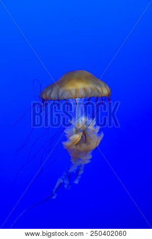 Sea Nettle, Chrysaora Fuscescens, Floating In The Blue Waters Of Pacific Ocean.