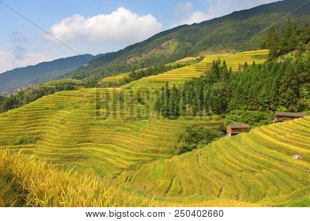 The Longsheng Rice Terraces(Dragon's Backbone) also known as Longji Rice Terraces are located in Longsheng County, about 100 kilometres (62 mi) from Guilin, Guangxi, China
