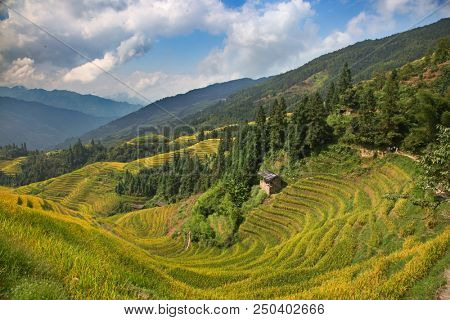 The Longsheng Rice Terraces(Dragon's Backbone) also known as Longji Rice Terraces are located in Longsheng County, about 100 kilometres (62 mi) from Guilin, Guangxi, China