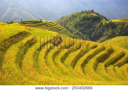 The Longsheng Rice Terraces(Dragon's Backbone) also known as Longji Rice Terraces are located in Longsheng County, about 100 kilometres (62 mi) from Guilin, Guangxi, China