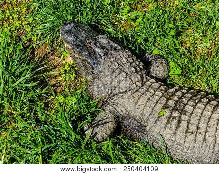 Crocodiles (subfamily Crocodylinae) Moving Through The Grass Pictured From Above, Captivity, Aucklan