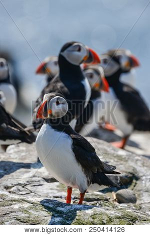Beautiful Atlantic Puffin Or Comon Puffin Fratercula Arctica In Northumberland England On Bright Spr