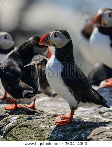 Beautiful Atlantic Puffin Or Comon Puffin Fratercula Arctica In Northumberland England On Bright Spr