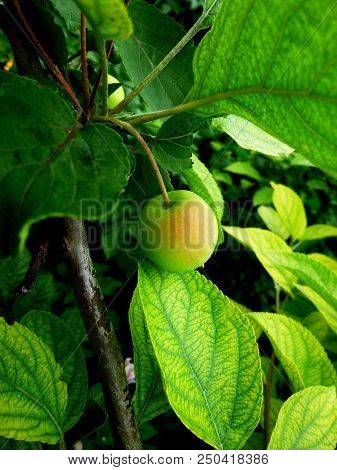 Siberian Apples. Natural View On A Tree. Vegetable Garden. Siberian Nature.