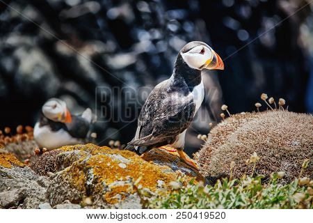 Close View Of Two Puffins On A Rock  On Sunny Day. Saltee Islands. Ireland.