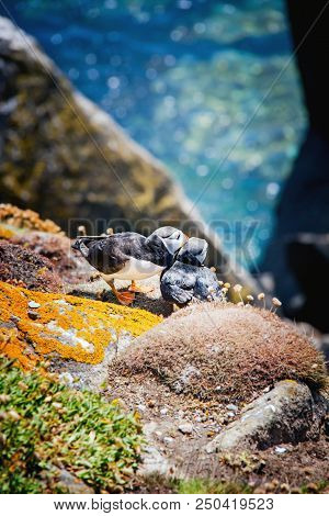 Close View Of Two Puffins On A Rock  On Sunny Day. Saltee Islands. Ireland.