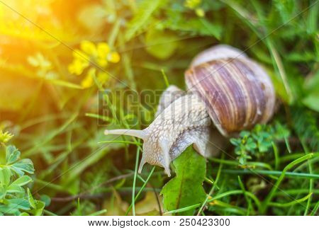 Big Snail In The Grass, Macro, Sun, Cochlea And Macrophotography, Sun
