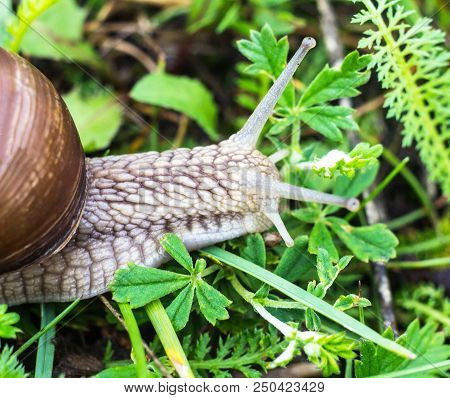 Big Snail In The Grass, Macro Photography, Cochlea And Grass