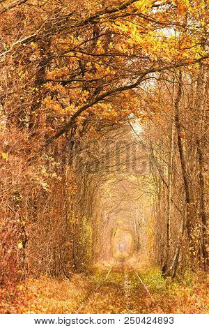 Fall Autumn Tunnel Of Love In Klevan Ukraine.