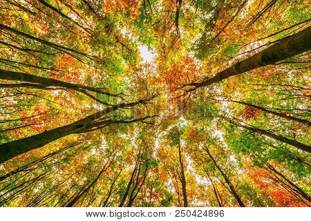 Bright Autumn Beech Trees Crowns, Fall In The Foliar Forest.