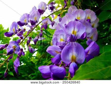 Wisteria Sinensis (glycine De Chine) Flowers In The Garden.is A Genus Of Flowering Plants That Inclu