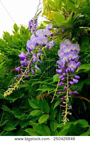 Wisteria Sinensis (glycine De Chine) Flowers In The Garden.is A Genus Of Flowering Plants That Inclu