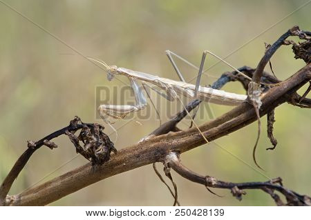 Praying Mantis (rivetina Balcanica) In Rhodes, Greece