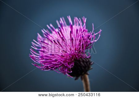 A Beautiful Herbal Plant Famous As Red Clover Or Trifolium Pratense On Our Grasslands
