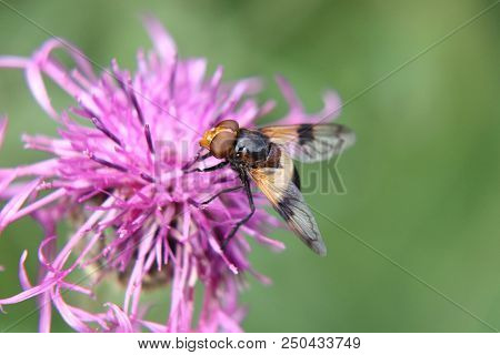 A Volucella Pellucens Pollinating Red Clover On Slovakia Grasslands