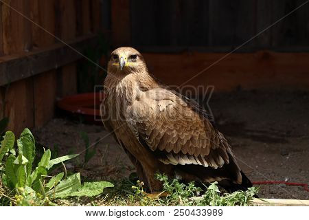 A Golden Eagle Sitting On Ground And Waiting For Food And Fly. This Predator Havent Enemy In Free La