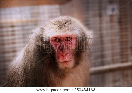 A Adult One Of Macaque In Park. He Lives In Mainly In Asia